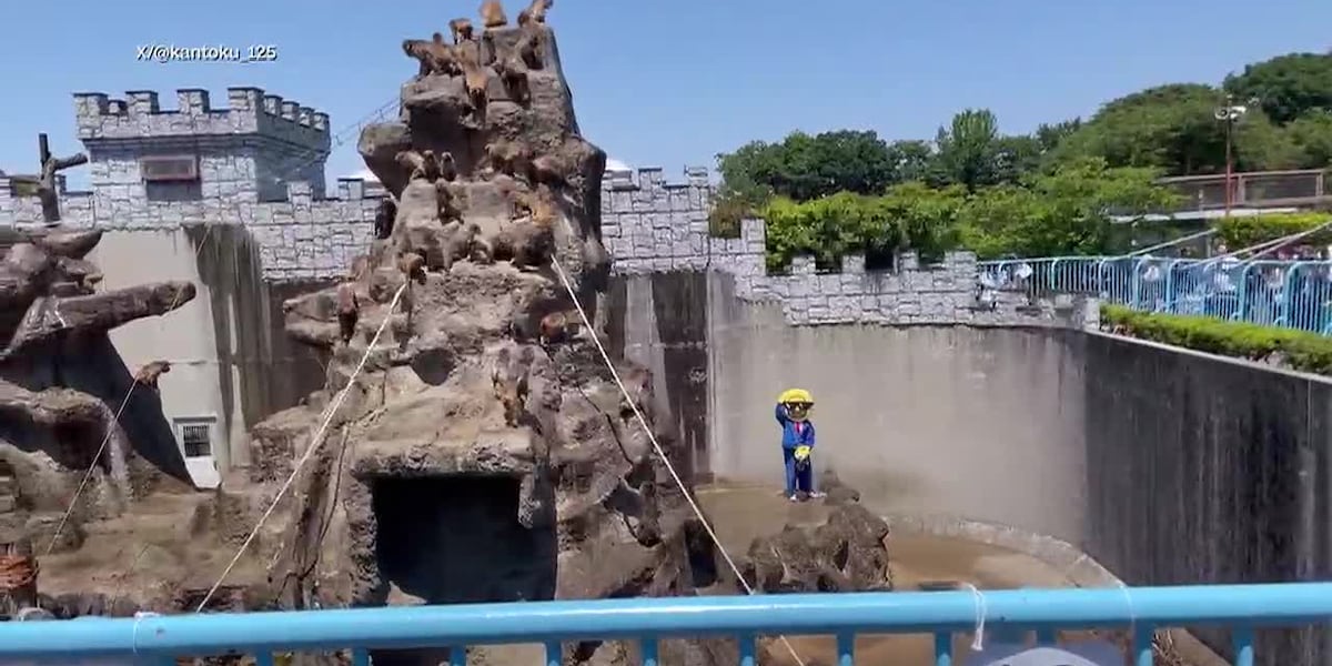 Costumed intruder crashes internet-famous monkey’s zoo enclosure
