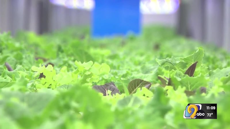 A hydroponic farm is bringing locally-grown greens to the Iowa State Fair.