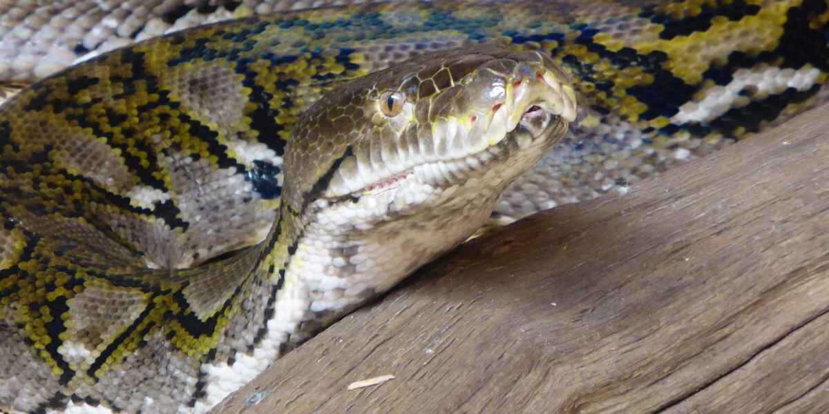 Woman found dead inside python’s belly, swallowed whole, reports say