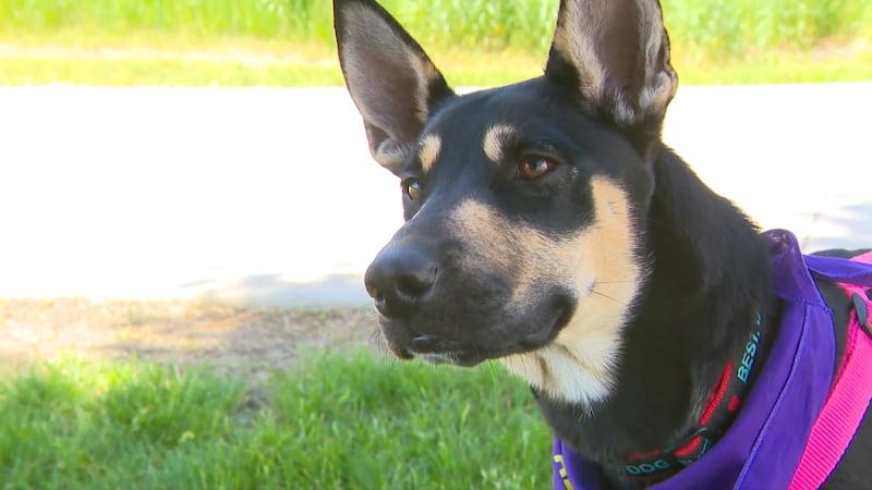 Months after she was hit by a car, a German shepherd puppy named Honey is back on her feet and...