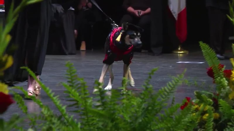 The German shepherd puppy was critically injured after she was hit by a car on Christmas Eve....